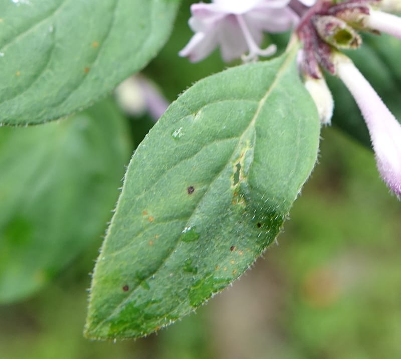 Leptodermis pilosa var. pilosa, C. Davidson 13764--China. Sichuan. Yibailingba-gou. 12 Aug 2017. DSC04660 (282).JPG