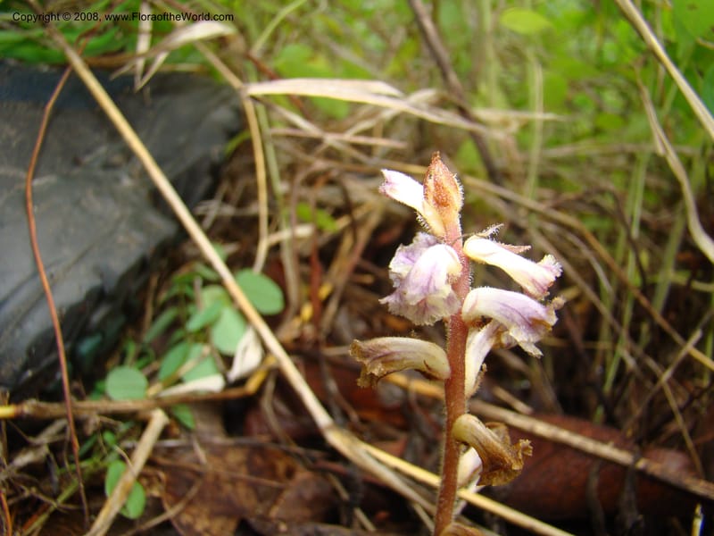 Orobanche minor, RGereau7035--Tanz. Mbeya Rural Distr. Utengule Coffee Lodge. 26 Jan 08. 219.jpg