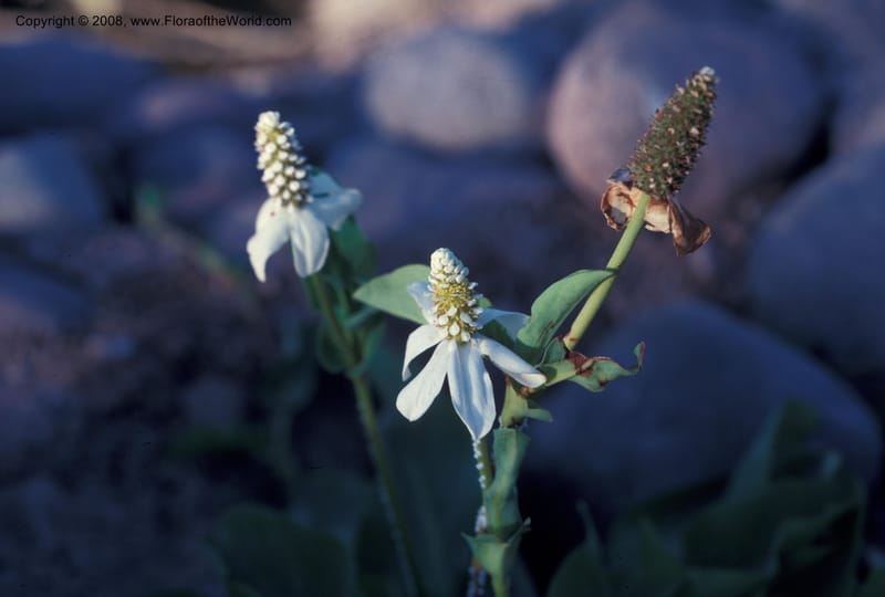 Anemopsis californica--AZ. Desert Botanical Garden, Phoenix. May 88. 002.jpg