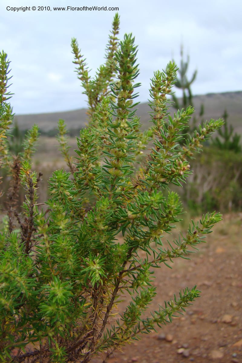Cliffortia, C. Davidson 11493--South Africa. Marloth Nat. Res. Langeberg Mts. 22 Aug 09. 246 (1).jpg
