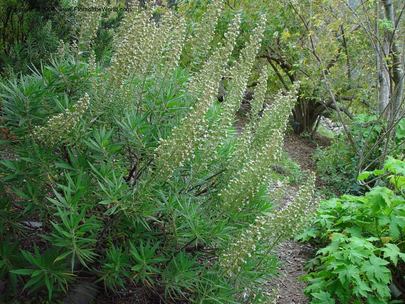 Echium strictum. 79.0233--CA. UC Berkeley Bot. Gard. 11 Feb 03. 047.jpg