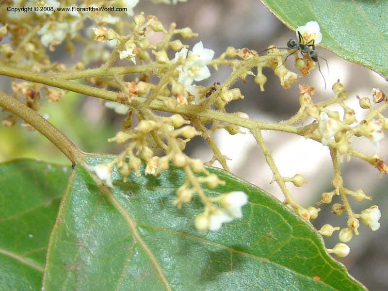 Maesa lanceolata--So.Africa. E. Cape. Umtamvuna Nat. Res. 11 Mch 05. 021.jpg