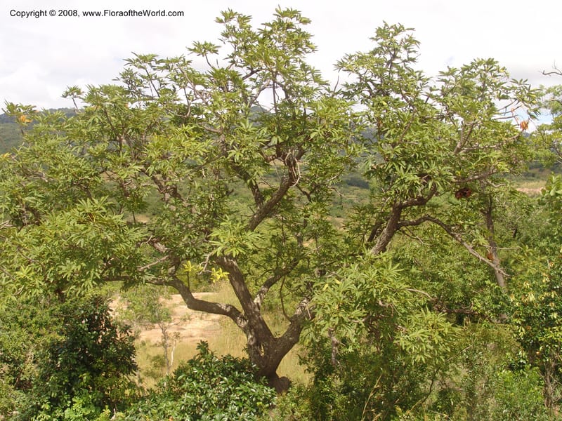 Sterculia murex--So. Africa. Mpumalanga. Karino. Whyte Thorne Garden. 19 Mch 05. 250.jpg