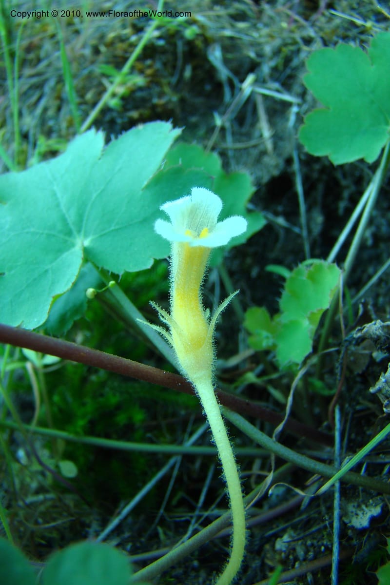 Orobanche uniflora, C. Davidson 11378--Idaho. Idaho Co. Salmon River. Polly Bemis Ranch. 27 May 2009. 031.jpg