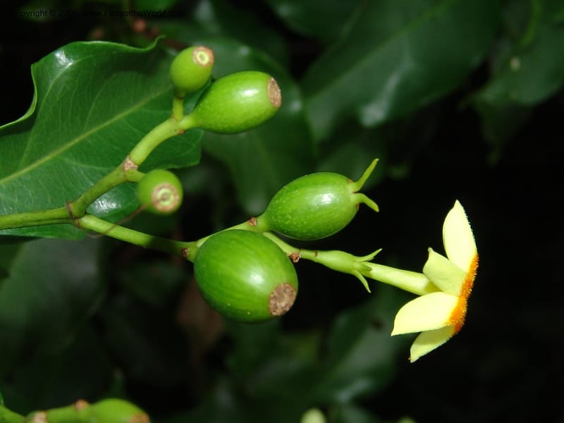 Mussaenda arcuata--So. Africa. Lowveld Nat. Bot. Gard. 14 Mch 05. 360.jpg