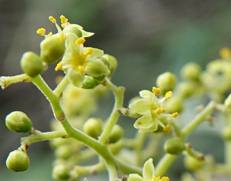 Schinus areira, Fortunato 13200--Argentina. Hwy 150 S of San Augustin. 9 Feb 2018. DSC09845 (67).JPG