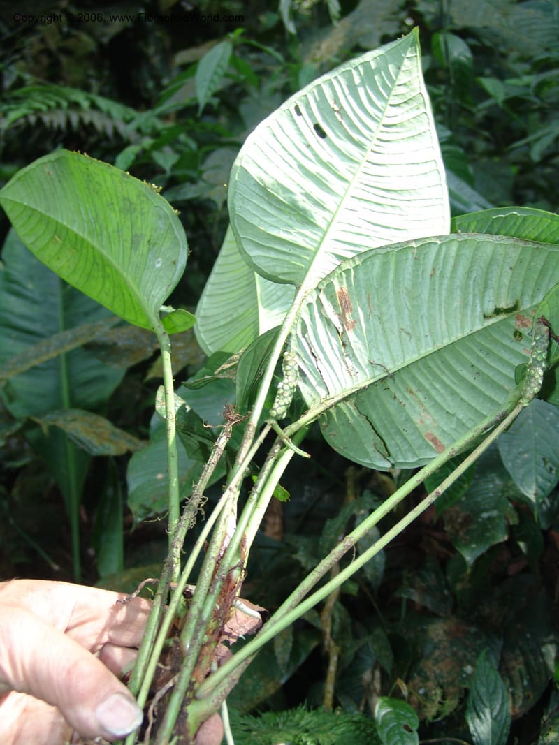 Anthurium umbricola, Croat93385--Ecuador. Prov. Los Rios. Cerro Samama, E. of Pita. 14 Aug 05. 044.jpg
