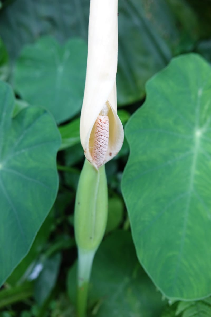 Colocasia formosana, Chung Kuo-Fang 3352--Taiwan. Wulai Distr. Wulai village. Hsing Hsian Trail. 19 May 2016. DSC03046 (205).JPG