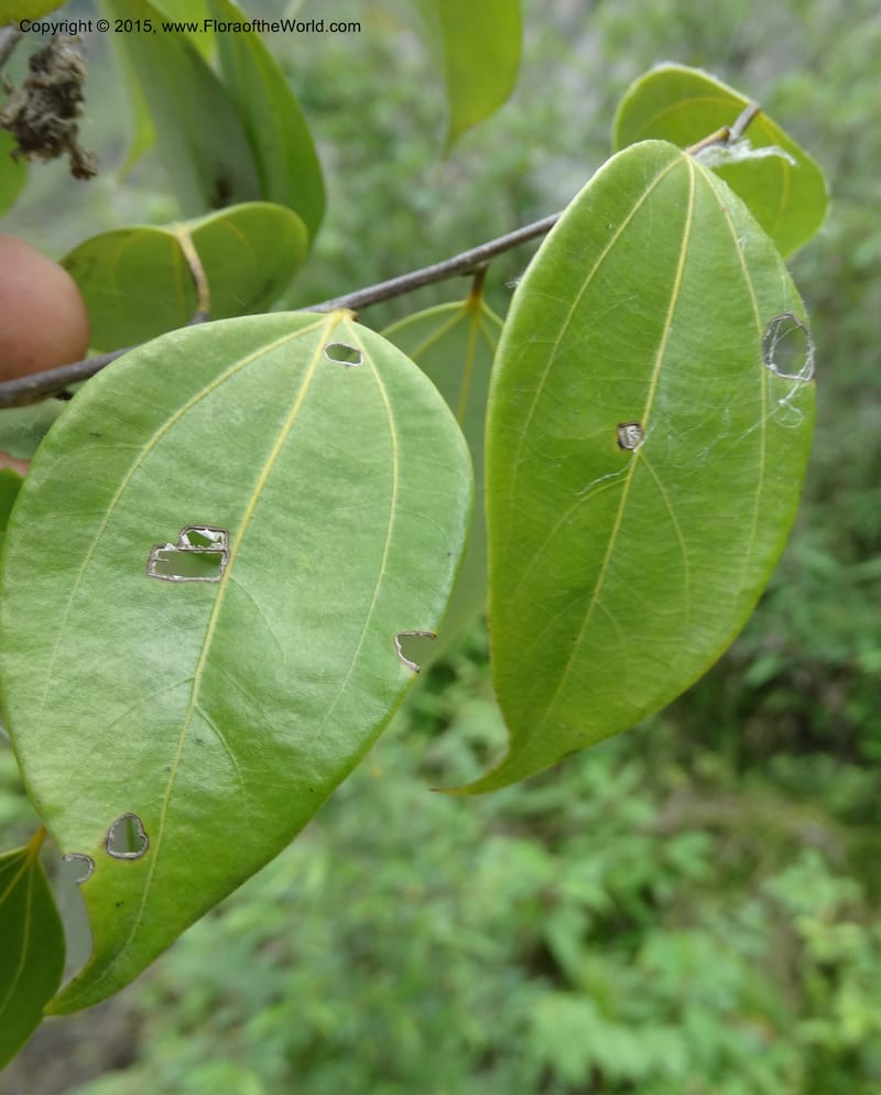 Litsea, Boufford, D 43690--China. Sichuan. LongDongZhen on Rd. to LeiYuan Shan. 13 May 2014. DSC05860 (237).JPG