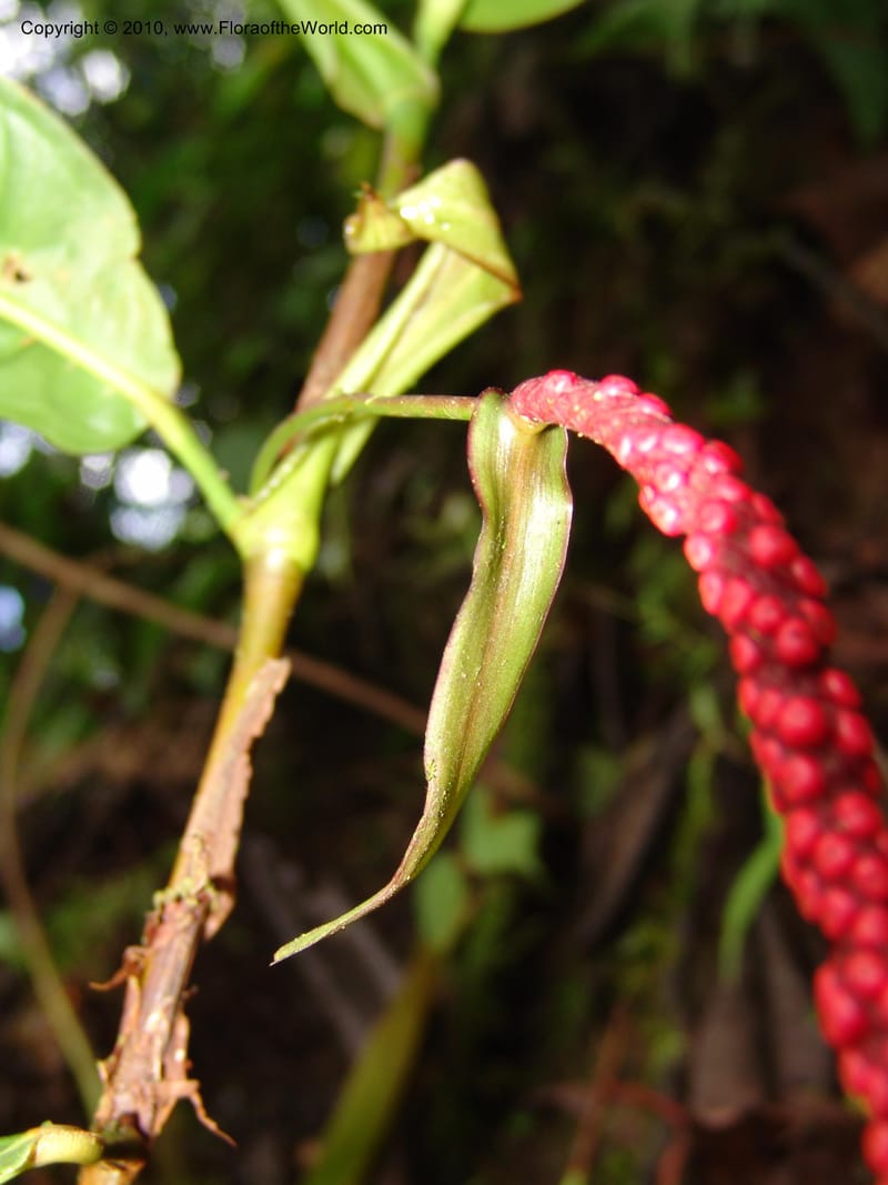 Anthurium aristatum, Croat 95962--Ecuador. Edo. Pichincha. Bosque Nublado Sta. Lucia. 14 Mar 06. 349 (6).jpg