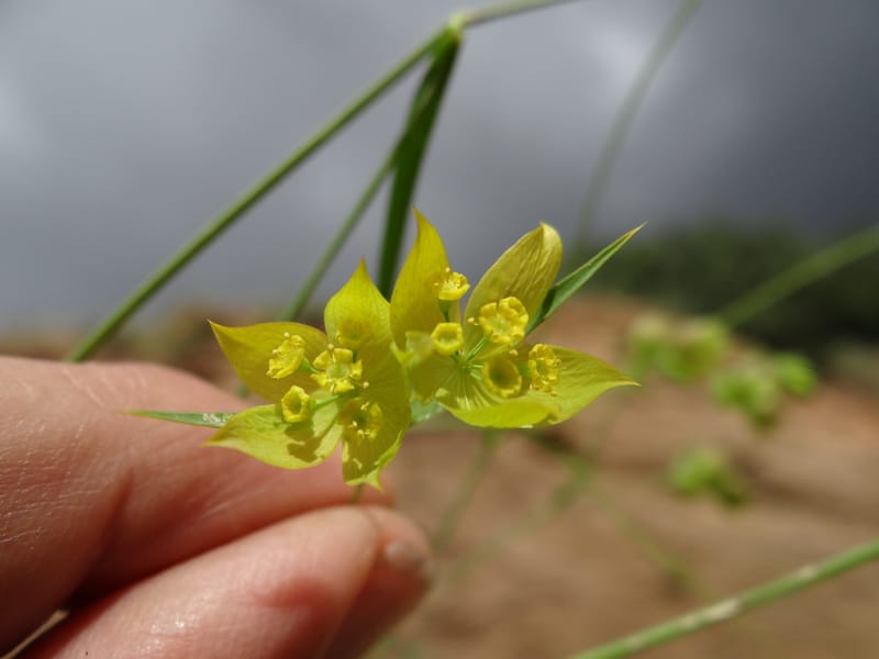 Bupleurum--Kurdistan. Tawailla. Stop 3. 22 May 2013. DSC04827 (16).JPG
