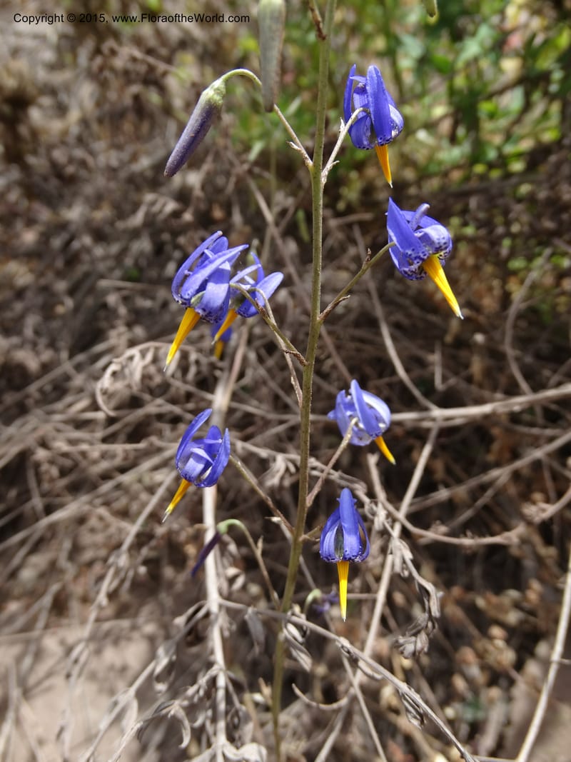 Conanthera bifolia, Davidson, C 12823--Chile. Ruta J-55 east of Talca. 27 Nov 2014. DSC08656 (8).JPG