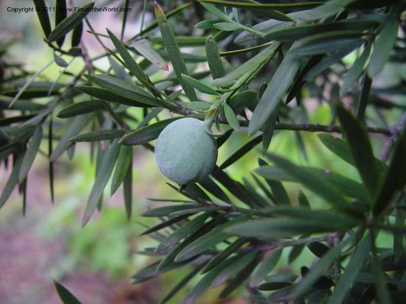 Afrocarpus gracillior. 28.0175--California. Berkeley Bot. Gard. 11 Feb 03. 043.jpg