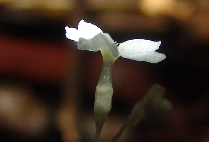 Gymnosiphon, Croat94412--Ecuador. Prov. Pichincha. Res. Guaycuyacu. 10 Feb 05. 284.jpg
