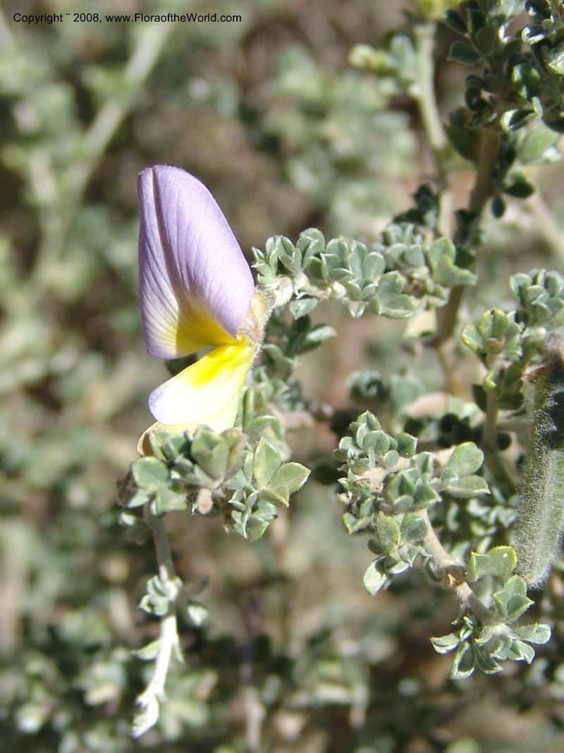 Lotononis sericophylla--So.Africa. E. Cape. Joubert's Pass, SE of Lady Gray. 9 Mch 05. 108.jpg