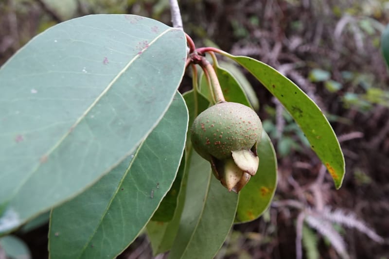 Anneslea fragrans, D. Boufford 33132--China. Yunnan. Meizi Lake Park. 3 May 2018. DSC01424 (298).JPG