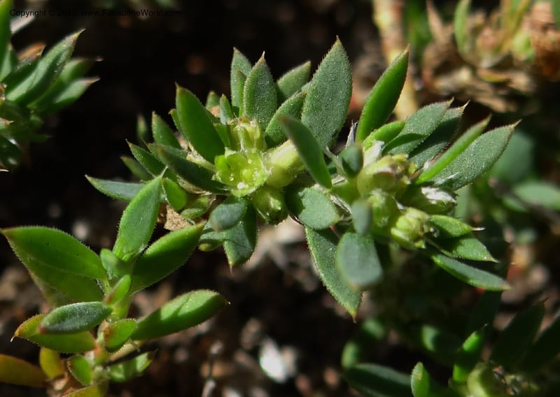 Paronychia communis, WDS 34148--Chile. Playa Colcura. 19 Feb 2013. DSC02120 (38).JPG