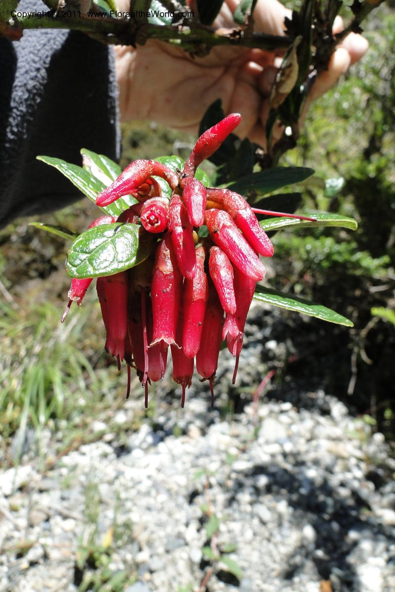 Cavendishia, Ulloa 2093--Ecuador. P. N. Sangay. 6 June 2011. 091 (1).jpg