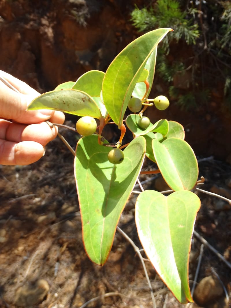 Smilax, Munzinger, J 7482--New Caledonia. PinPin. 20 Nov 2015. DSC03938 (228).JPG
