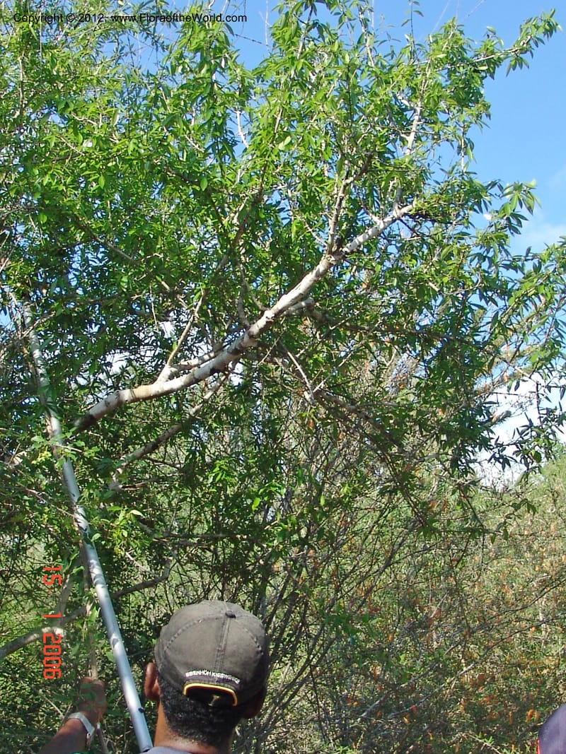 Strychnos madagascariensis, Rogers, Z 8870-Madagascar, 15 Jan 2006 136 (4).jpg