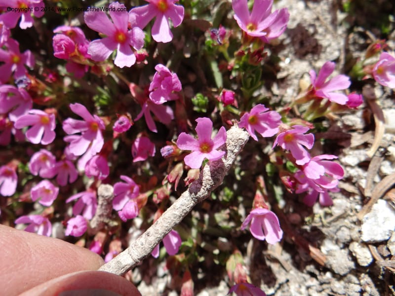 Douglasia, Davidson, C 12194--ID. Boise Co. Scott Mtn. Lookout Road. 18 Jun 2013. DSC06609 (69).JPG