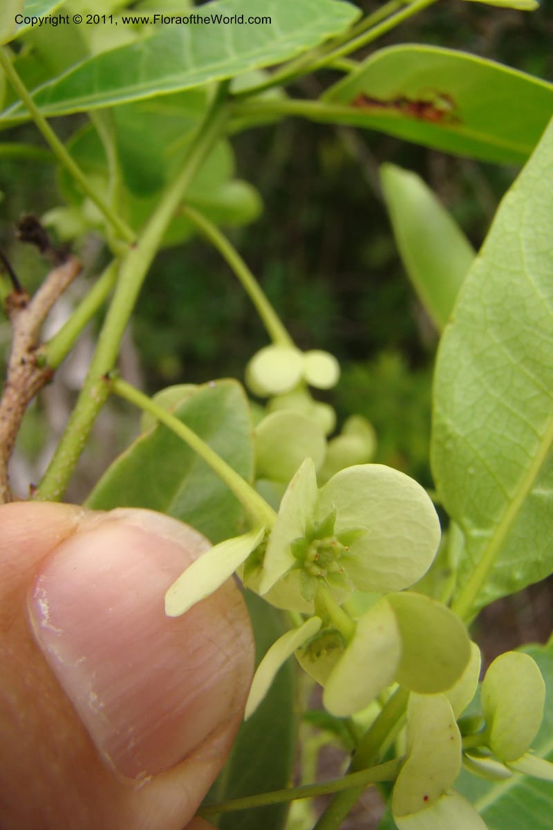 Homalium involucratum, Razafindraibe 190--Madagascar. Prov. Fianarantsoa. RN 12. 14 Jan 09. 019 (15).jpg