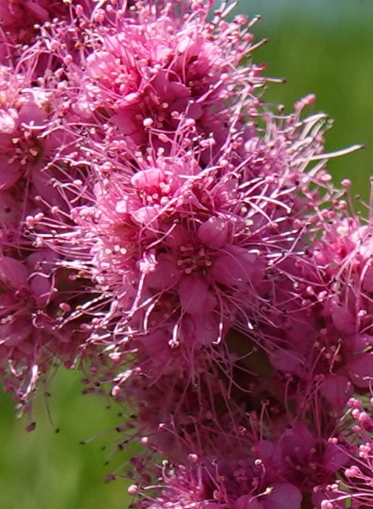 Spiraea douglasii var. menziesii, C. Davidson 13807--ID. Benewah Co. St. Joe R. Rd. Turtle Lake. 8 Jul 2018. DSC05829 (84).JPG