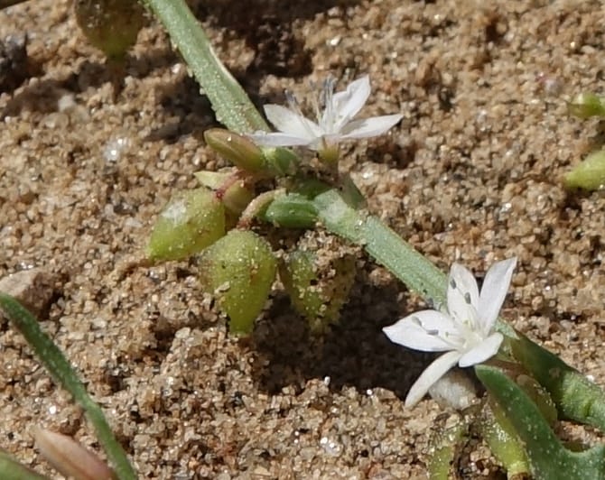 Oxygonum alatum, L. Nanyeni 1143--Namibia. B1 to Rehoboth, Frankie Fredricks St. 15 Mar 2018. DSC00565 (125).JPG