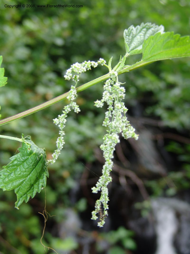 Urtica dioica v. lyallii, CDavidson11113--ID. Adams Co. For. Serv. Rd. 453, to Goose Lk. 20 Jul 07. 145.jpg