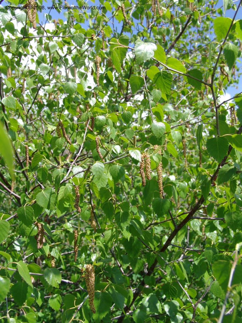 Betula litwinowii--Georgia. Kazbeki. Trail-road to Sameba Church. 2 Jun 05. 004.jpg