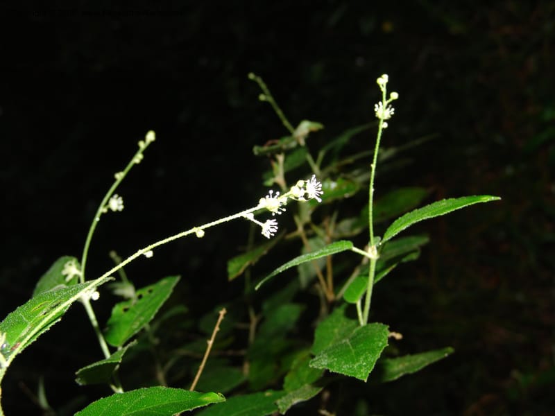 Croton--So.Africa. E. Cape. Umtiza Nature Res.. 7 Mch 05. 081.jpg