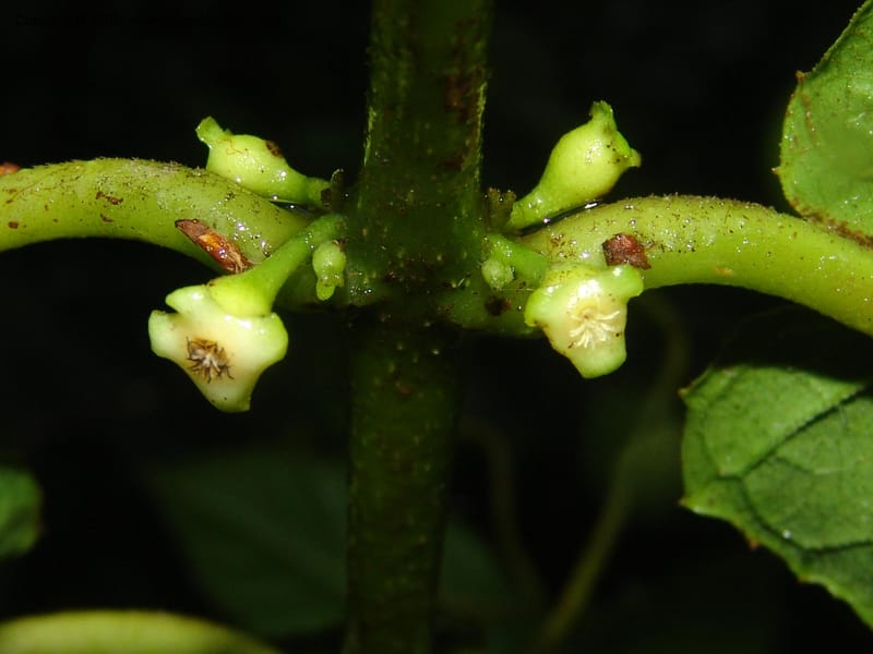 Siparuna subinodora, AAraujoM1193--Bolivia. Pq. Nac. Madidi. Rio Tuichi, Rudidi Cr. 28 Nov 04. 260.jpg