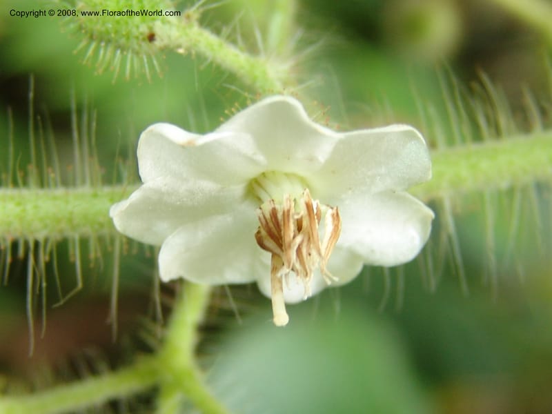 Clidemia, RVasquez32954--Peru. Pillcopata. Qbda Pini Pini. 29 Oct 07. 115.jpg