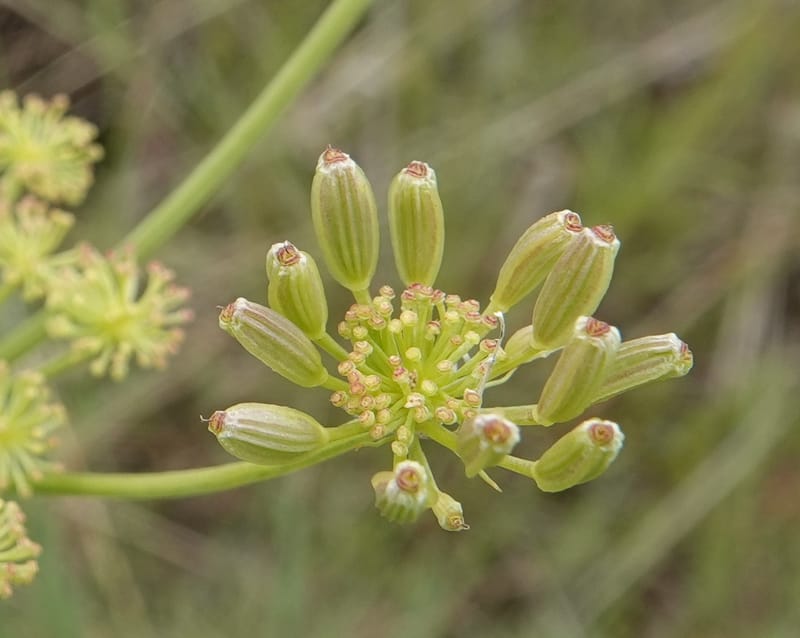 Lomatium triternatum, C. Davidson 13753--Oregon. Wallowa Co. Zumwalt.Trail Cr. Rd. 4 Jun 2018. DSC04078 (113).JPG