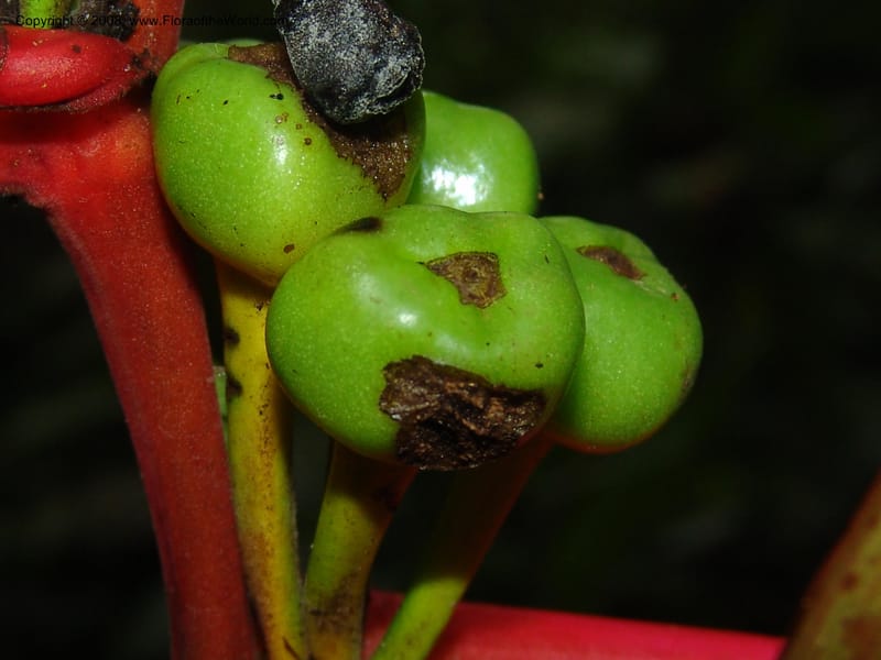 Heliconia aemygdiana v. transandina, Croat94411--Ecuador. Prov. Pichincha. Res. Guaycuyacu. 11 Feb 05.  163.jpg
