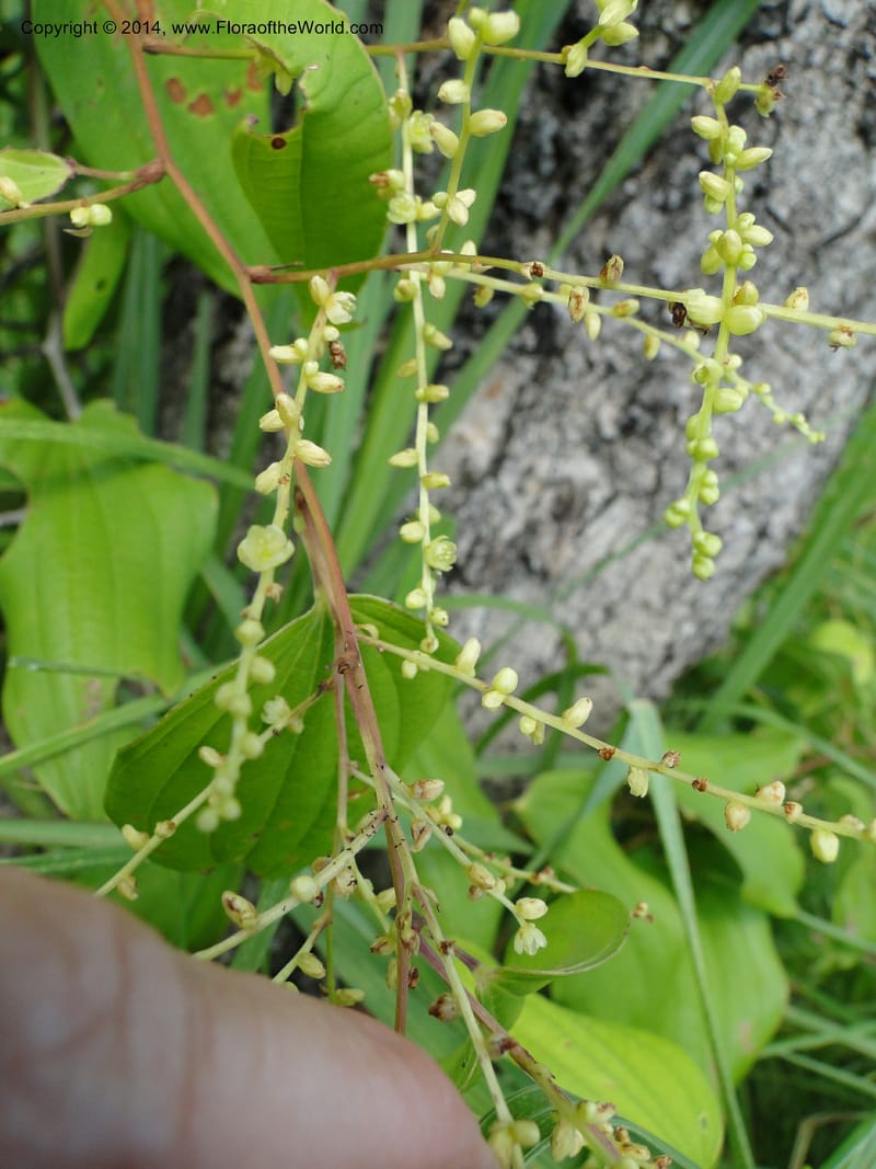 Dioscorea, Stevens,  W. D 31168, Garay Cue, 19 Mar 2011 2366 (2).JPG
