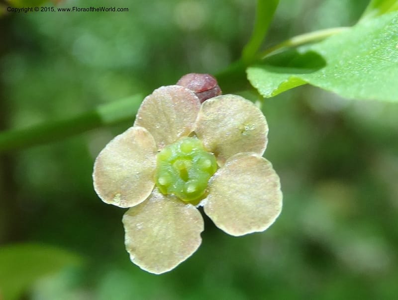 Euonymus obovatus, Davidson, C 12987--North Carolina. Clay Co. Perry Gap Rd, Barnard's Cr. 13 May 2015. DSC04860 (213).JPG