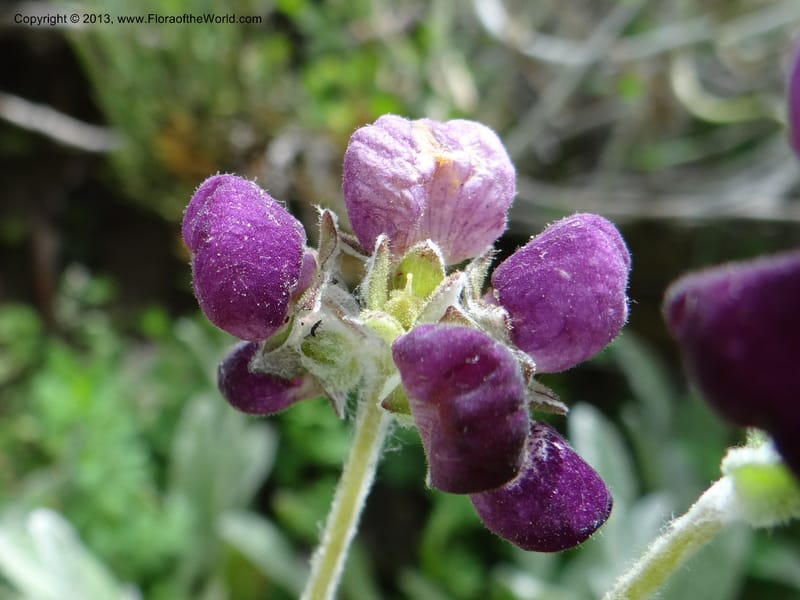 Calceolaria arachnoidea, WDS 34214--Chile. Cta 115. 11.5 km W of La Laguna. 22 Feb 2013. DSC02736 (91).JPG