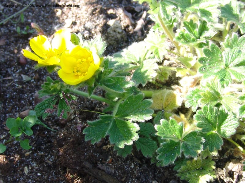 Potentilla megalantha--France. Nancy. Jard. Bot. Montet. 1 May 05. 128.jpg
