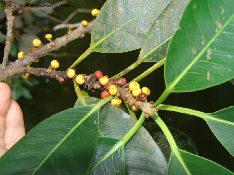 Ficus guianensis, AAraujo-M.1571--Bolivia. Pq. Nac. Madidi. Laguna Chalalan. 26 Nov 04. 228.jpg