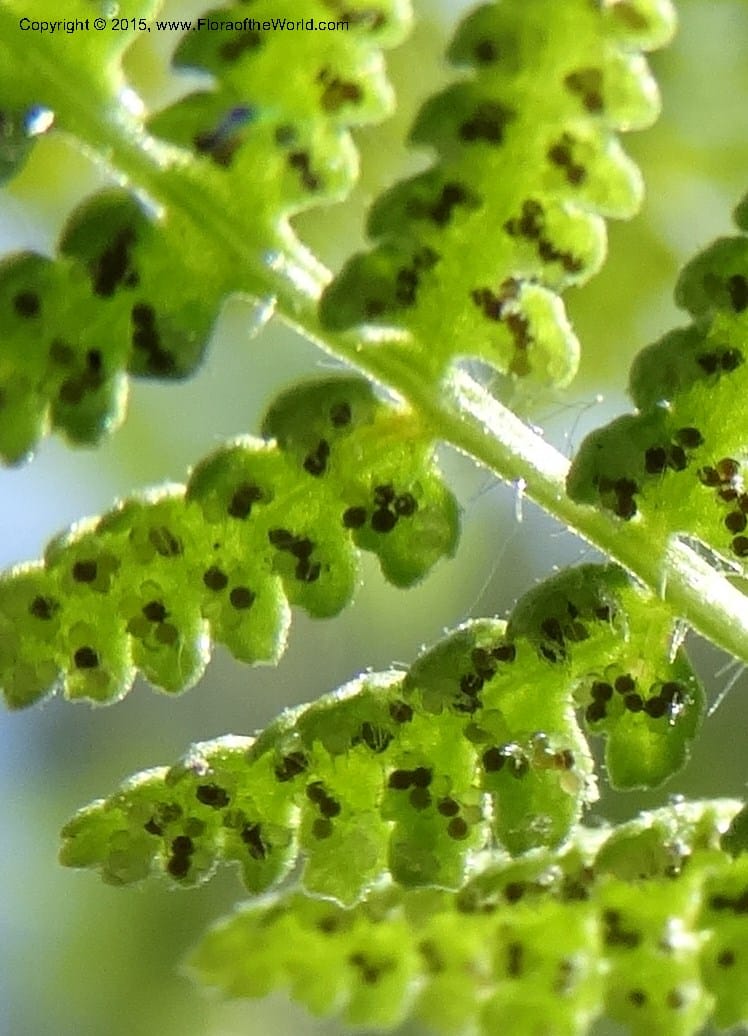 Woodsia scopulina, Davidson, C 12843--Idaho. Valley County. Sylvan Beach. 15 Jun 2015.  (31).JPG