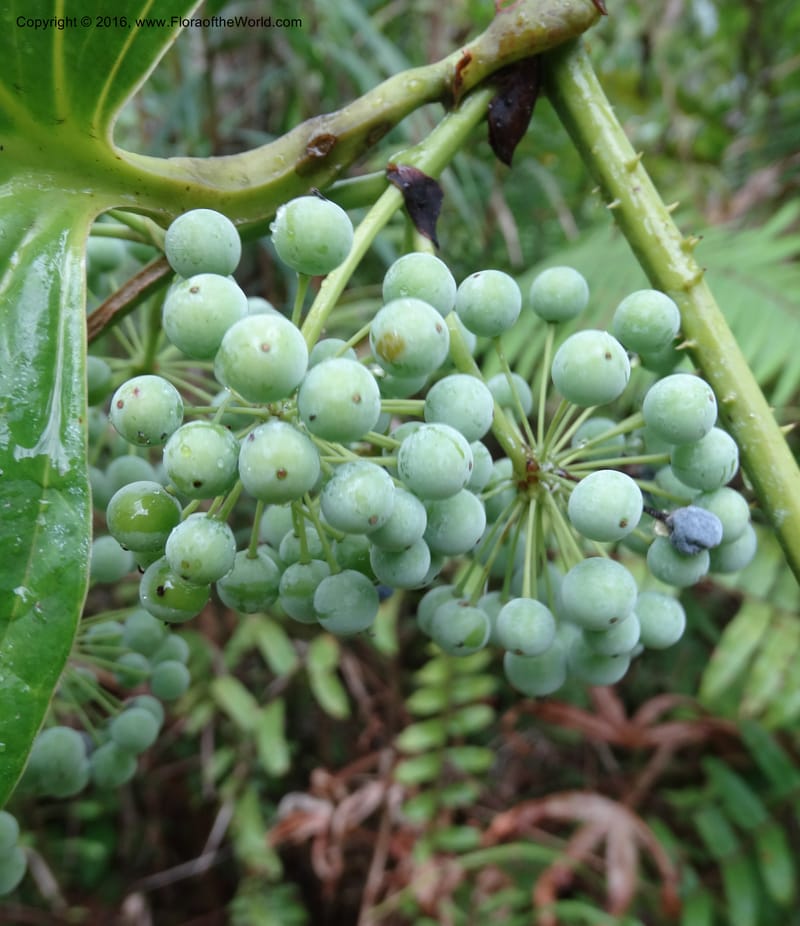 Smilax borneensis, Davidson, C 12935--Sabah. Kinabalu Nat. Park. Nalumad Substesen. 29 Mar 2015. DSC01294 (209).JPG