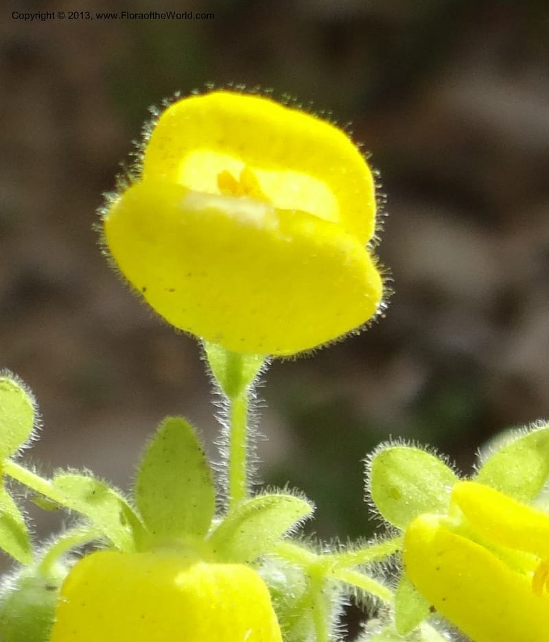 Calceolaria, WDS 34221--Chile. Cta 115. 11.5 km W of La Laguna. 22 Feb 2013. DSC02736 (47).JPG