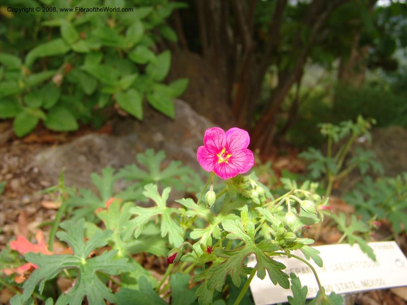 Geranium caespitosum, 79.0605--CA. UC Berkeley Bot. Garden. 31 May 07. 012.jpg