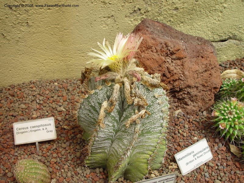 Astrophytum ornatum--Italy. Tuscany. Univ. Firenze, Giard. dei Simplici, Florence. 22 May 03. 001.jpg