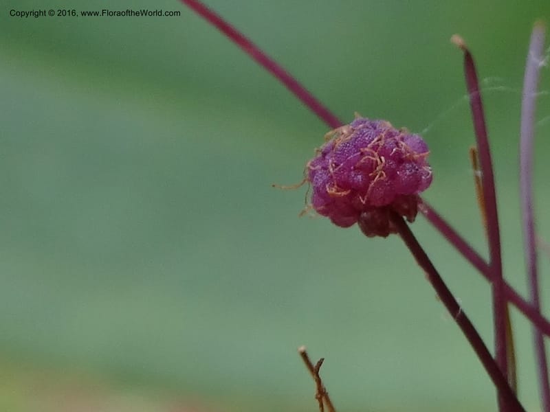 Sciaphila, Davidson, C 12754--Sabah. Hampuan FR. 13 Oct 2014. DSC04689 (154).JPG