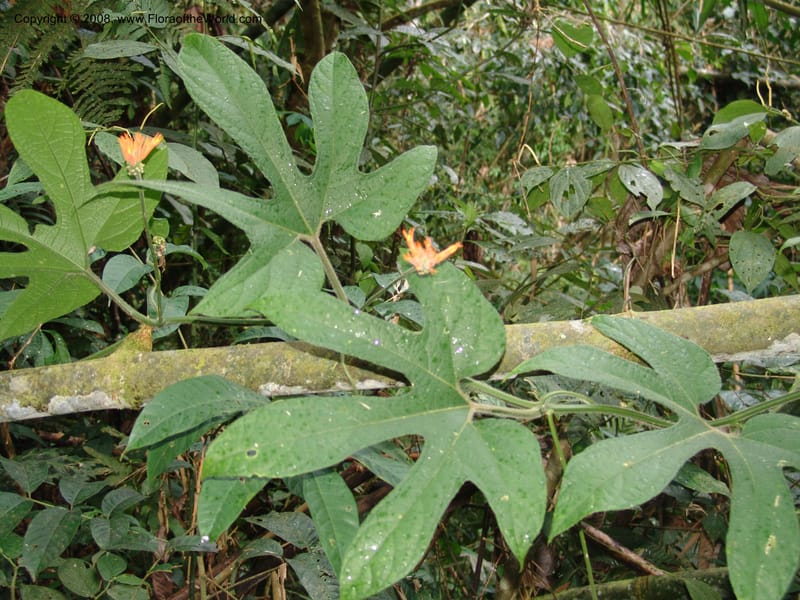 Gurania, RVasquez33012--Peru. Pillcopata. Qbda Pini Pini. 29 Oct 07. 949.jpg