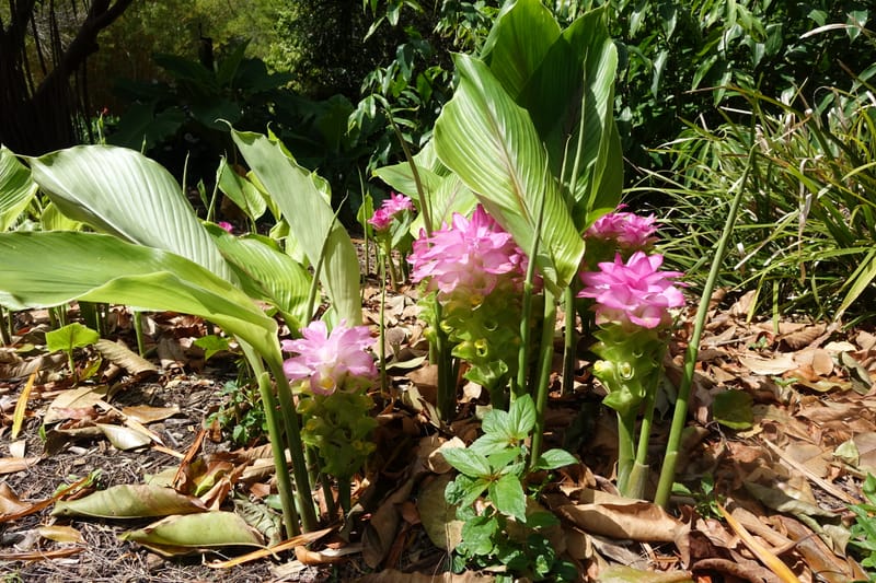 Curcuma domestica--Australia. Brisbane Bot. Gard. 15 Oct 2016. DSC02202 (26).JPG