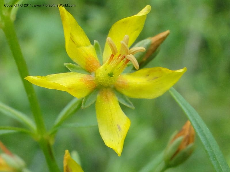 Lysimachia loomisii, Mori, S 27420, USA, No.Carolina, Jones County, 10.5 miles from junction with Hwy 58, E of Maysville, 23 May 2010 (9).JPG