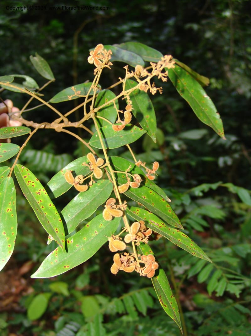 Cnestis, MLeal1134--Gabon. Prov. Ogooue-Ivindo. Res. Lope. Sommet Main. 19 Apr 06. 097.jpg